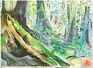 To save the forests